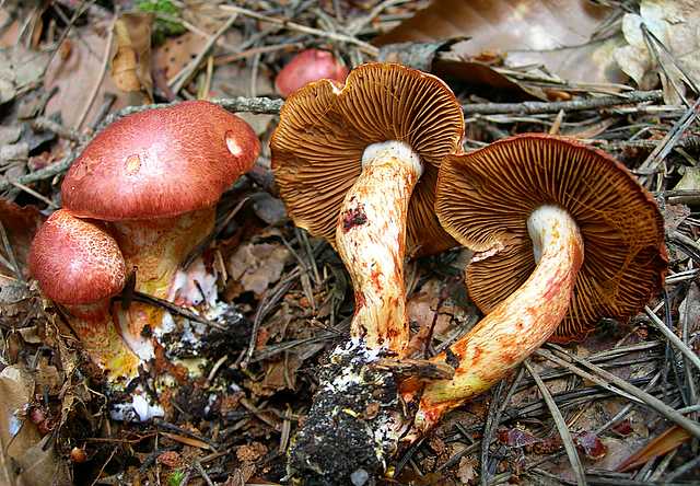 2005 :  Un anno di funghi